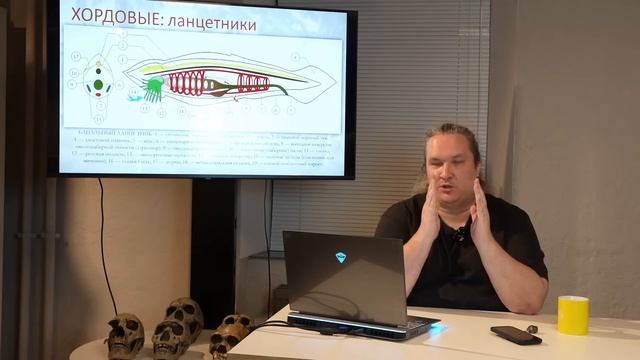 ЗАЧЕМ ТЕБЕ ХВОСТ и ТРИ ВЕЩИ КОТОРЫЕ ЭВОЛЮЦИЯ СДЕЛАЛА ИЗ  ЖАБР