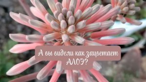 Прогулка по саду, распустилось Киви, цветение и свежие листочки