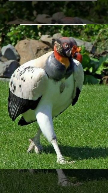 весёлые птицы