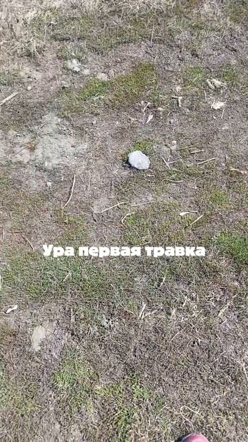 Первая трава