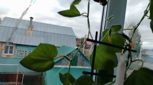 Собираем урожай / Мои растишки / Как мы отметили Пасху.