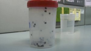 Число укушенных клещами в Воронежской области стремительно растет