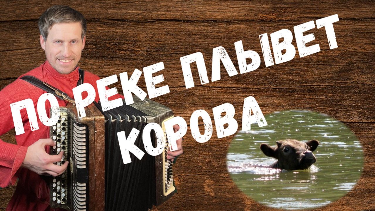 По реке плывет корова