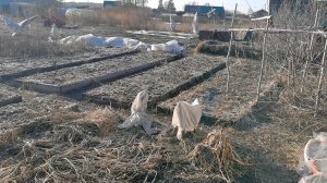 Когда огород как наказание прошу вашего совета! Рассада не очень хочет.