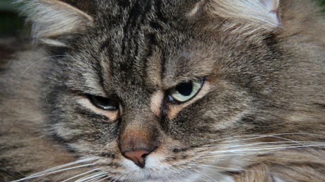 Может ли кошка обидеться