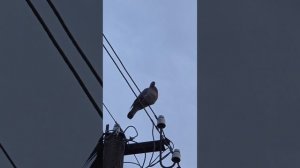 Janob  Rasul  Tursunoy