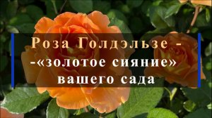 Роза Голдэльзе-«золотое сияние» вашего сада