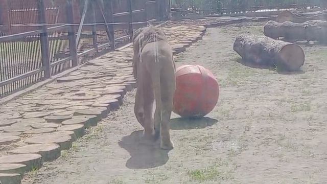 OZKM1484 Видео от Ивана 14.04.2026