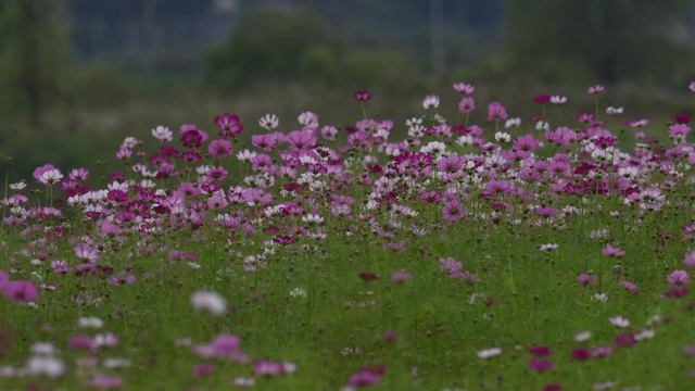 "Музыкальная Пасхалия. 10 музыкальных композиций Сергея Морозова"
