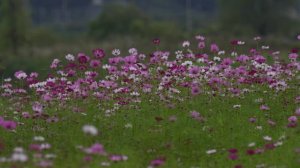 "Музыкальная Пасхалия. 10 музыкальных композиций Сергея Морозова"