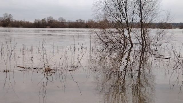 Полноводная красавица Ока ( 14 апреля)