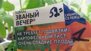 Рассада помидор заняла всё окно. Просится на улицу. Пора подумать.