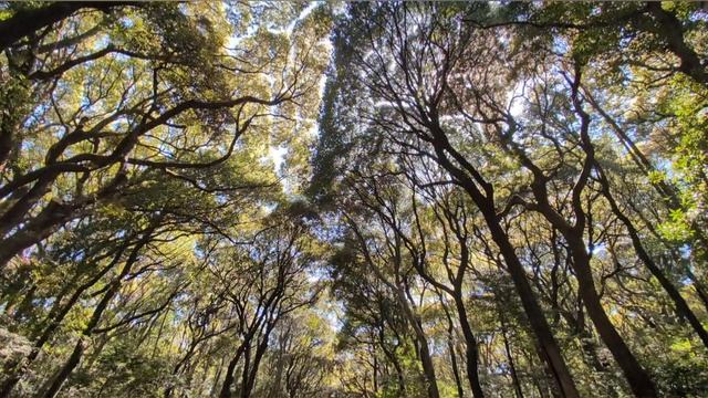 62.День пямяти по улетевшим в небо...