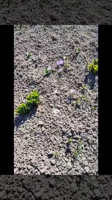 Ленобласть. Хвойное. 12.04.2026. Весна на даче!