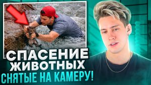 СПАСЕНИЯ ЖИВОТНЫХ СНЯТЫЕ НА КАМЕРУ!