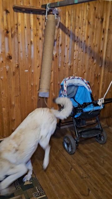 Рыжуля-Прыжуля хотел Баксика тоже взять с собой в лутший в мире Цирк дю Солей 🌞🎩🐶❤️😻🎩🎪🌏