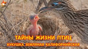 Тайны жизни птиц в природе –  Кукушка земляная калифорнийская