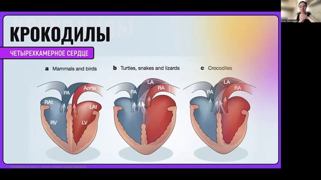 Рептилии многообразие