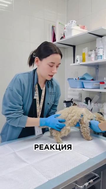 Аллергическая реакция на вакцинацию