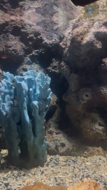 Рыбки в океанариуме ч.28