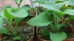 14 апреля 2026 года Западная Сибирь.Что растет в моем.. Домашнем рассаднике. Посадка в теплицу..