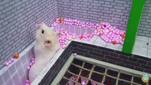 Хомячок убегает из красочного лабиринта с пауком! 7 часть