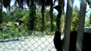 2)СОЧИ ДЕНДАРИ ПАРК(2007 ГОД 8 СЕНТЯБРЯ)