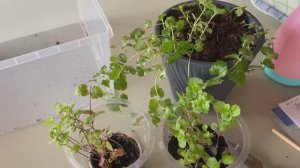 Чабер Дугласа - описание, уход, размножение черенками