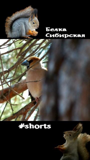 Дубонос на ветках качается ветром