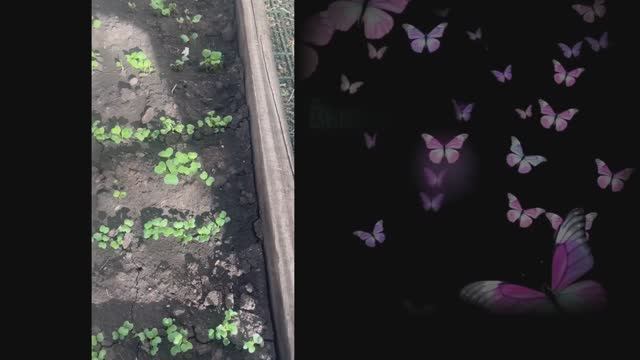 Зелень и капуста