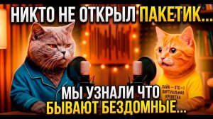 ❤️ Мы узнали. Бывают бездомные коты.