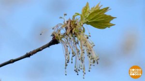 Растения-нарушители. Экосистемы... Доброе утро. Фрагмент выпуска от 14.04.2026