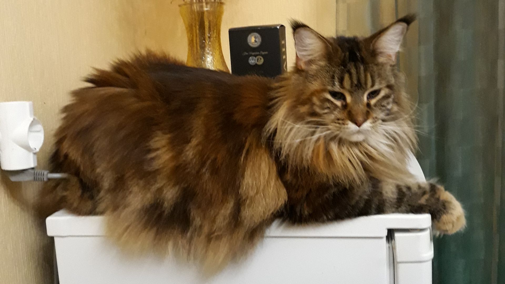 Фильм продакшн: кошка с котятами (из архива).