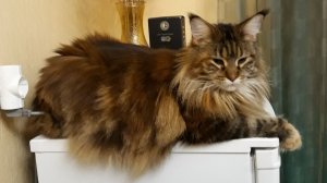 Фильм продакшн: кошка с котятами (из архива).