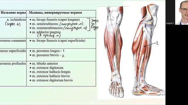 Крестцовое сплетение: зоны мышечной иннервации