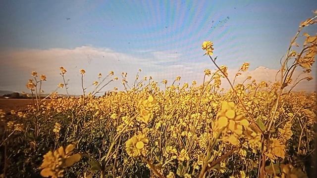 Блогодавилка - у нее синдром Питера Пэна