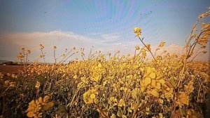 Блогодавилка - у нее синдром Питера Пэна