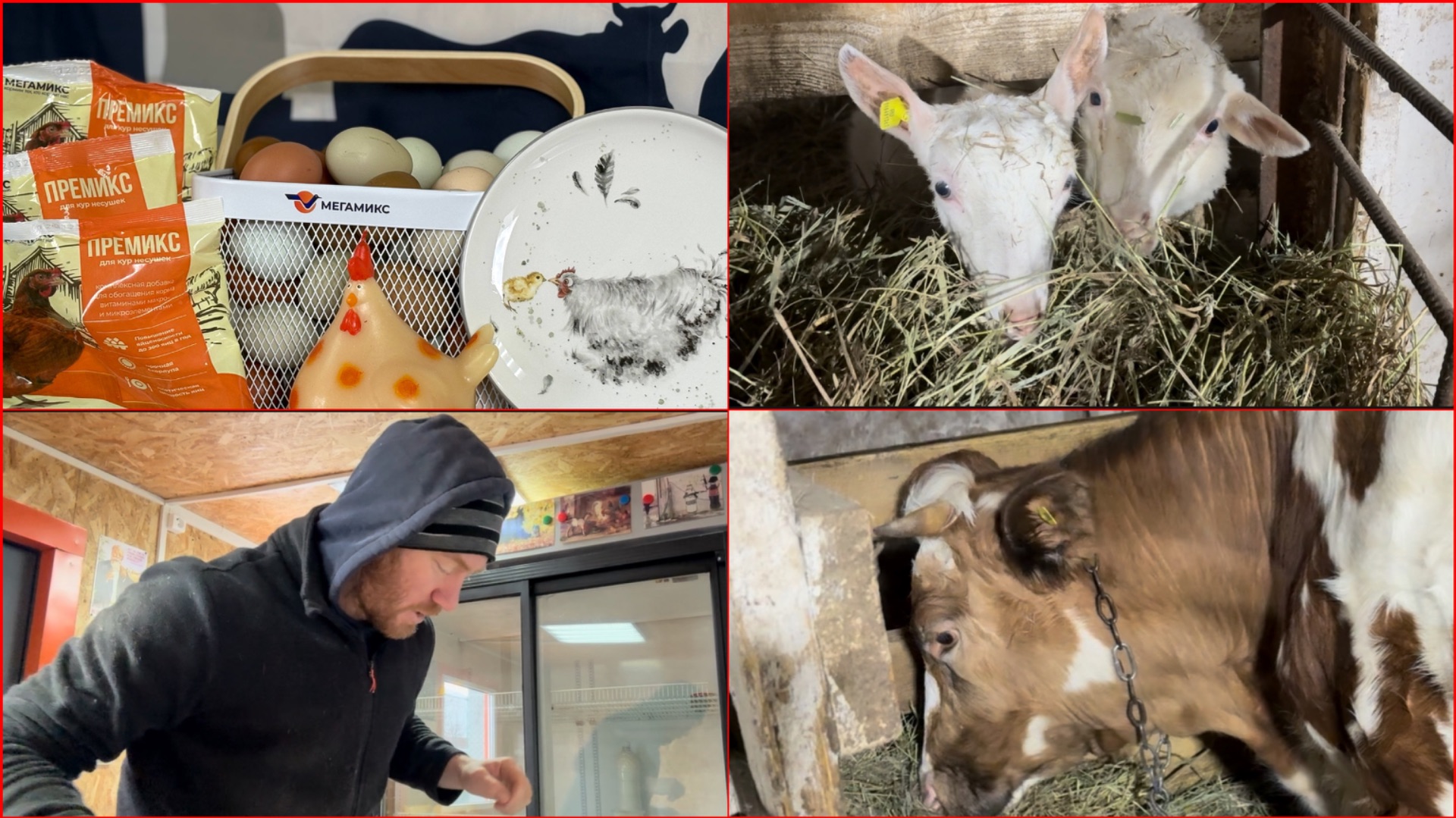 СБИЛ 16кг МАСЛА ИЗ МОЛОКА КОРОВЫ ДЖЕРСИ// Заложил инкубатор// Подарки от МегаМикс// Цыплята
