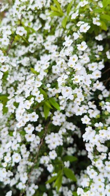 ЦВЕТУЩАЯ СПИРЕЯ 2026 АПРЕЛЬ НА КУБАНИ КРАСНОДАР ВДЫХАТЬ АРОМАТЫ ВЕСНЫ