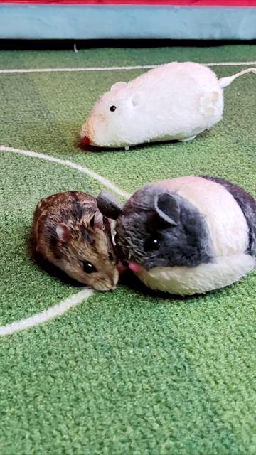 Встреча друзей. Хомяк.