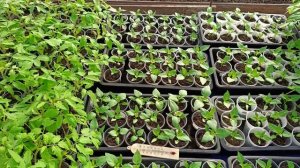 Как живет тепличный герой   и обзор рассады