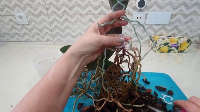 Думала, что это мать с ребёнком, а оказалось две сестры.