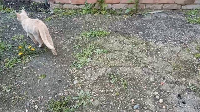 Тюльпанчики 🌷🌷🌷Копченая рыбка на обед! Королевская герань! Юг России🌴.