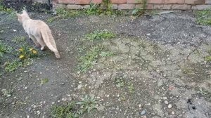 Тюльпанчики 🌷🌷🌷Копченая рыбка на обед! Королевская герань! Юг России🌴.