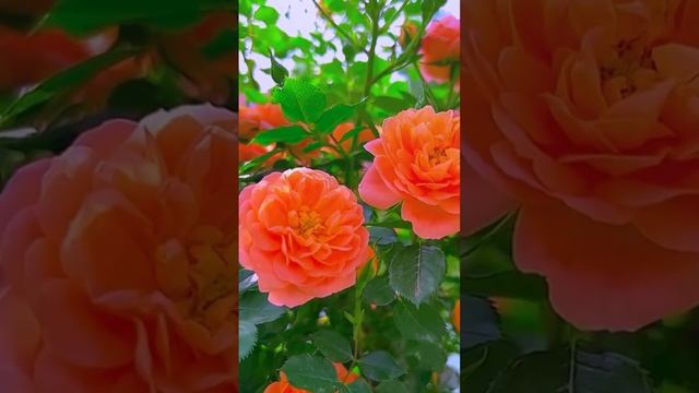 Подарок. Песня на стихи Раисы Йилдырим