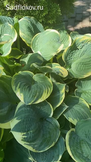 Обильная хоста Inspire Greatness