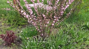 Цветёт миндаль! Обзор цветника.