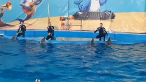 Дельфинарий Чёрное море 25 Лазоревское