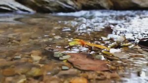 Звуки ручья в лесу: снять тревогу и расслабиться