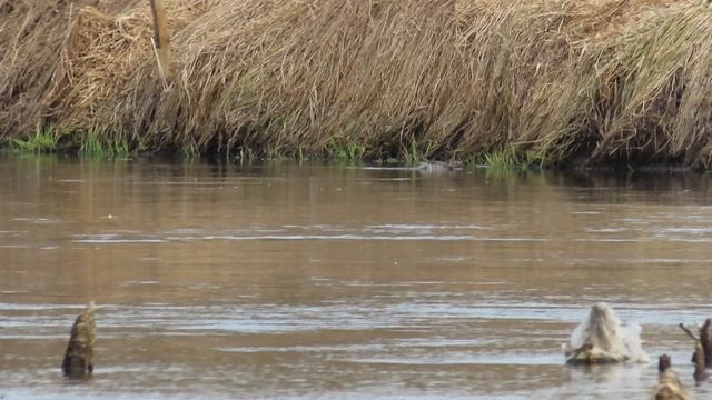 Дивные утки / Наблюдаем за парой Чирков-трескунков /Первая серия
